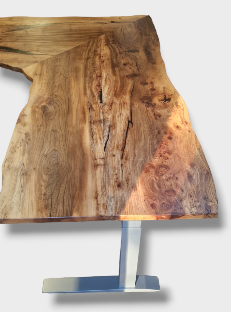 English Elm, photo 28